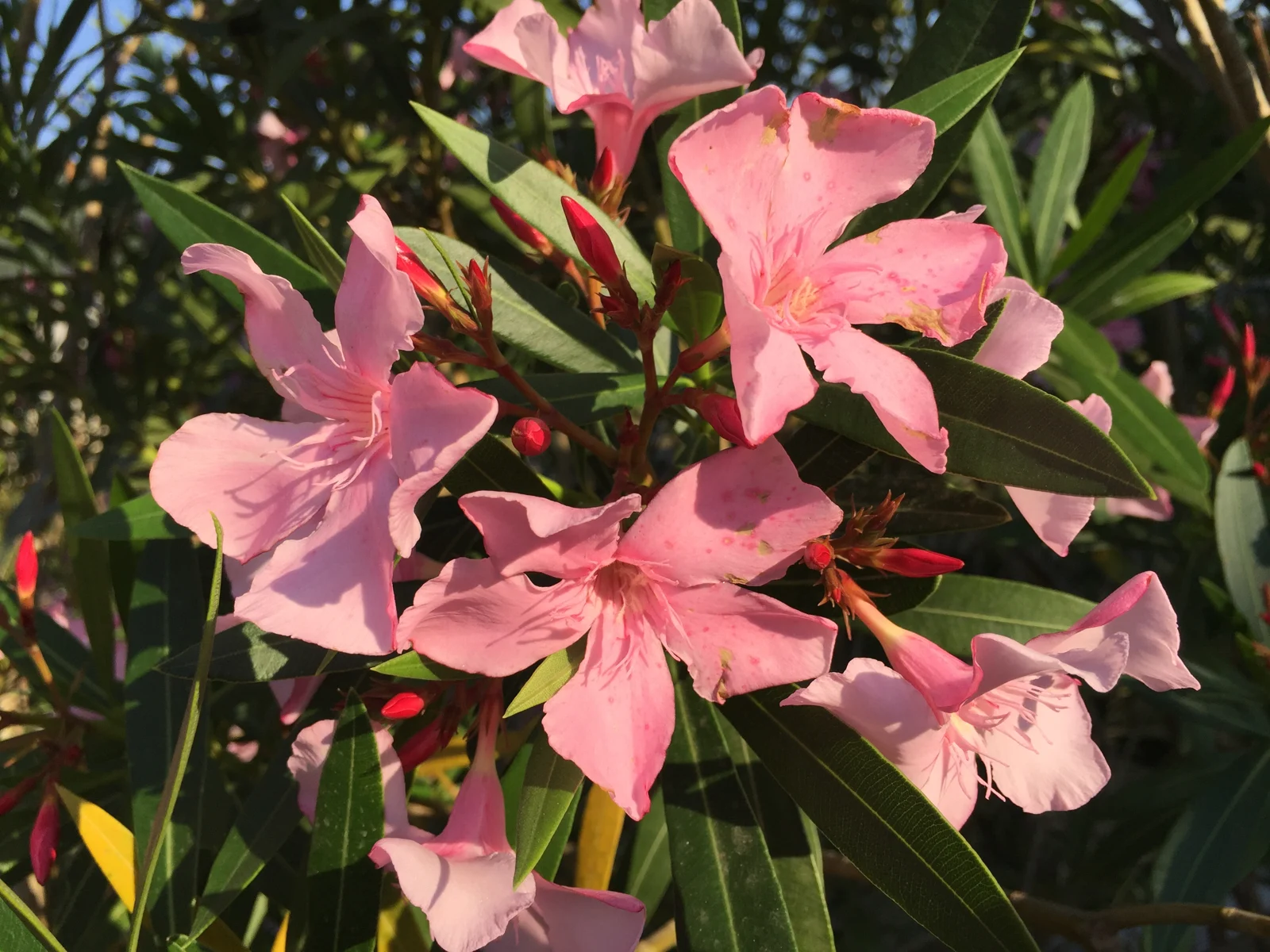 Nerium oleander is a shrub or small tree in the dogbane family Apocynaceae, toxic in all its parts. We have just few salmon-pink.