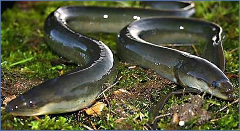 European Eel suggested as a flagship species of the Skadar lake